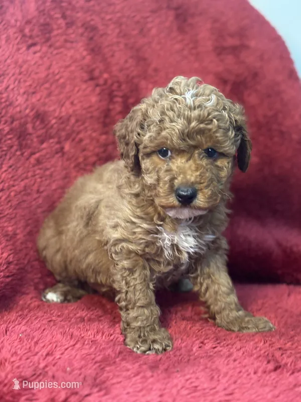 Hadley – Poodle - Miniature  puppy for sale in Grabill, IN