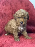 Hadley, a male Poodle - Miniature  for sale in Grabill, IN – Photo 1 of 3