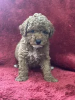 Hadley, a male Poodle - Miniature  for sale in Grabill, IN – Photo 3 of 3