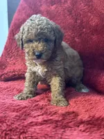 Hadley, a male Poodle - Miniature  for sale in Grabill, IN – Photo 2 of 3