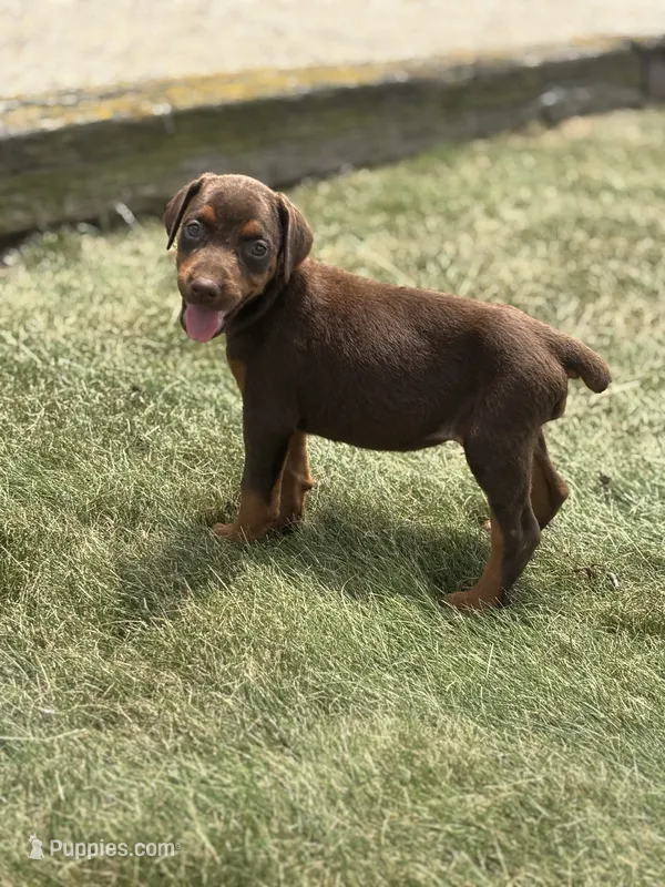 Zoe – Doberman Pinscher puppy for sale in Grabill, IN