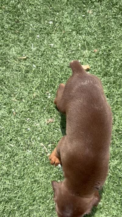 Brutus, a male Doberman Pinscher for sale in Grabill, IN – 5 of 5
