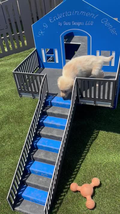 Paul, a male Golden Retriever for sale in Grabill, IN – 6 of 6