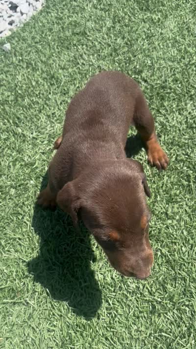Sadie, a female Doberman Pinscher for sale in Grabill, IN – 5 of 5