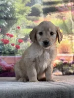 Nixie, a female Golden Retriever for sale in Grabill, IN – 4 of 5