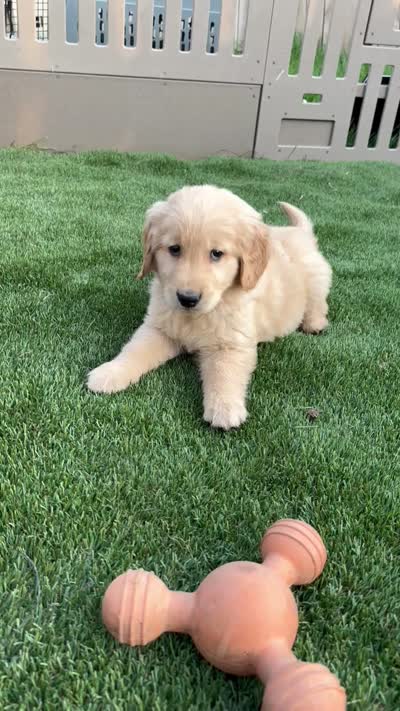 Neo, a male Golden Retriever for sale in Grabill, IN – 6 of 6