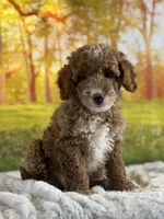 Murphy, a male Miniature Goldendoodle for sale in Grabill, IN – 2 of 5