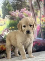 Poppy, a female Golden Retriever for sale in Grabill, IN – 2 of 6