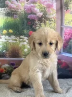 Penn, a male Golden Retriever for sale in Grabill, IN – 2 of 6