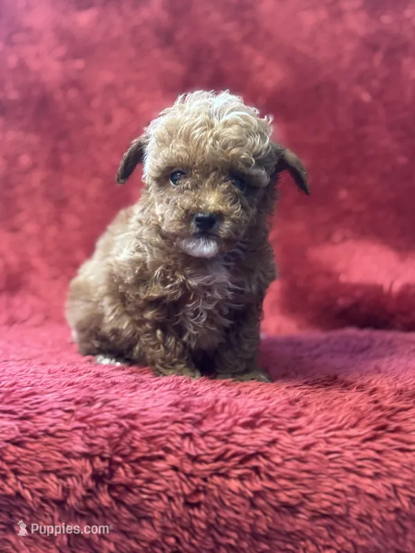 Hobbs – Poodle - Miniature  puppy for sale in Grabill, IN
