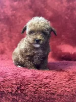 Hobbs, a male Poodle - Miniature  for sale in Grabill, IN – Photo 1 of 2
