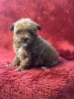 Hobbs, a male Poodle - Miniature  for sale in Grabill, IN – Photo 2 of 2