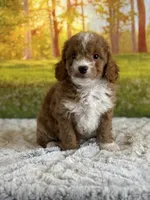 Max, a male Miniature Goldendoodle for sale in Grabill, IN – 5 of 7