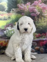 Bernie, a male Miniature Bernedoodle for sale in Grabill, IN – 3 of 5