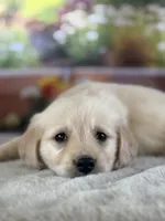 Paul, a male Golden Retriever for sale in Grabill, IN – 2 of 6