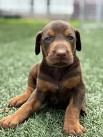 Brutus, a male Doberman Pinscher for sale in Grabill, IN – 1 of 5