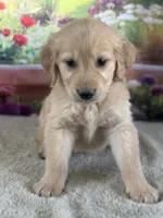 Pheonix, a male Golden Retriever for sale in Grabill, IN – 2 of 5