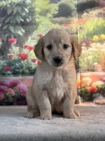 Nixie, a female Golden Retriever for sale in Grabill, IN – 1 of 5