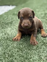 Shelby, a female Doberman Pinscher for sale in Grabill, IN – 2 of 5