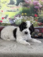 Bruno, a male Miniature Bernedoodle for sale in Grabill, IN – 3 of 6