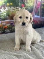 Pixie, a female Golden Retriever for sale in Grabill, IN – 4 of 6