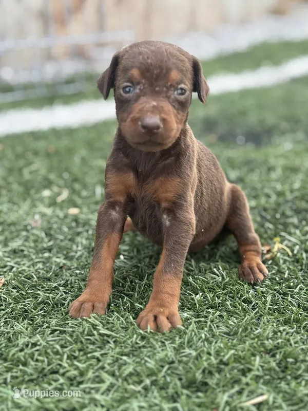 Zoe – Doberman Pinscher puppy for sale in Grabill, IN