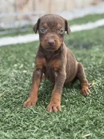Zoe, a female Doberman Pinscher for sale in Grabill, IN – 1 of 6