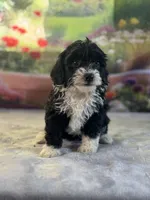 Jolly, a female Bernese Mountain Dog and Poodle - Miniature  for sale in Grabill, IN – 1 of 3