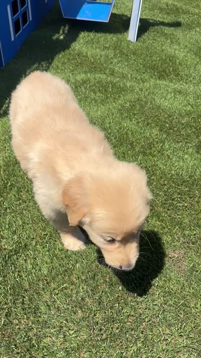 Poppy, a female Golden Retriever for sale in Grabill, IN – 6 of 6