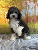 Beth, a female Miniature Bernedoodle for sale in Grabill, IN – 4 of 4