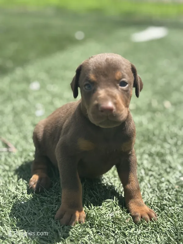 Luna – Doberman Pinscher puppy for sale in Grabill, IN