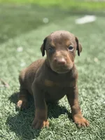 Luna, a female Doberman Pinscher for sale in Grabill, IN – 1 of 5
