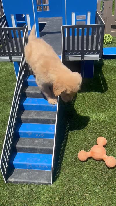 Penn, a male Golden Retriever for sale in Grabill, IN – 6 of 6
