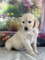 Pixie, a female Golden Retriever for sale in Grabill, IN – 5 of 6