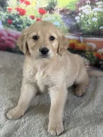 Pheonix, a male Golden Retriever for sale in Grabill, IN – 4 of 5