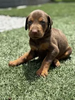Brutus, a male Doberman Pinscher for sale in Grabill, IN – 4 of 5