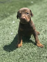 Luna, a female Doberman Pinscher for sale in Grabill, IN – 4 of 5