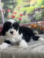 Bronco, a male Miniature Bernedoodle for sale in Grabill, IN – 2 of 6