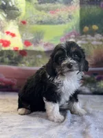 Jax, a male Bernese Mountain Dog and Poodle - Miniature  for sale in Grabill, IN – 2 of 3