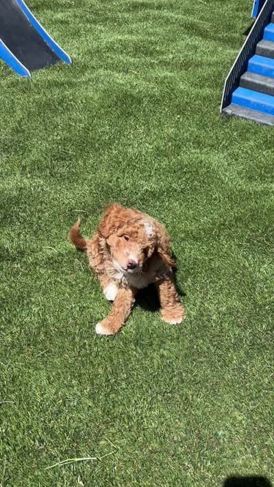 Murphy, a male Miniature Goldendoodle for sale in Grabill, IN – 5 of 5