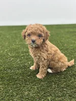 Felicity, a female Goldendoodle for sale in Grabill, IN – Photo 3 of 3