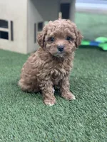 Felicity, a female Goldendoodle for sale in Grabill, IN – Photo 2 of 3