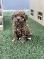 Felicity, a female Goldendoodle for sale in Grabill, IN – Photo 1 of 3