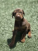 Roxie, a female Doberman Pinscher for sale in Grabill, IN – 4 of 4