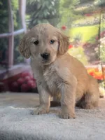 Nola, a female Golden Retriever for sale in Grabill, IN – 4 of 6
