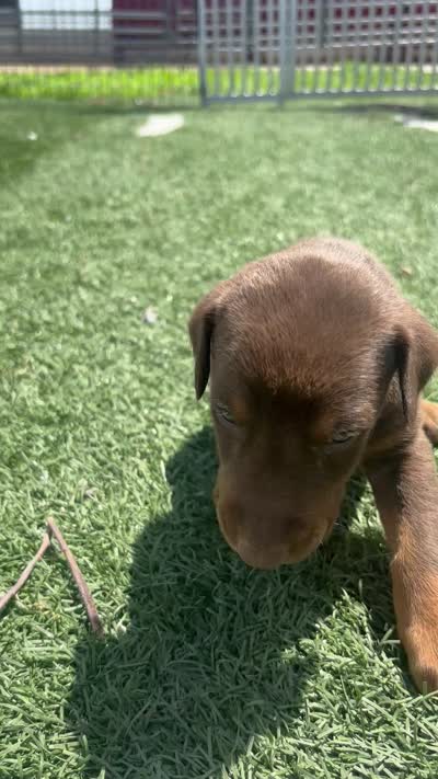 Titan, a male Doberman Pinscher for sale in Grabill, IN – 5 of 5