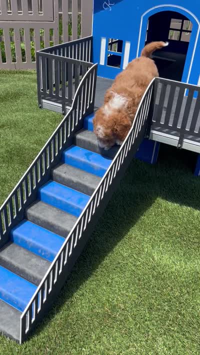Max, a male Miniature Goldendoodle for sale in Grabill, IN – 7 of 7