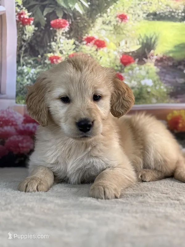 Nick – Golden Retriever puppy for sale in Grabill, IN