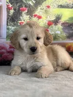 Nick, a male Golden Retriever for sale in Grabill, IN – 1 of 5