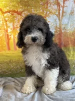 Beth, a female Miniature Bernedoodle for sale in Grabill, IN – 3 of 4